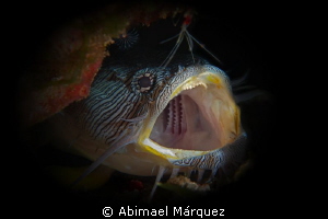 Splendid Toadfish by Abimael Márquez 